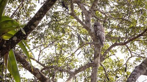 Exterior - Tocu Tent Camp (Caño Negro)