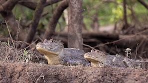 Exterior - Tocu Tent Camp (Caño Negro)