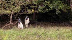 Exterior - Tocu Tent Camp (Caño Negro)