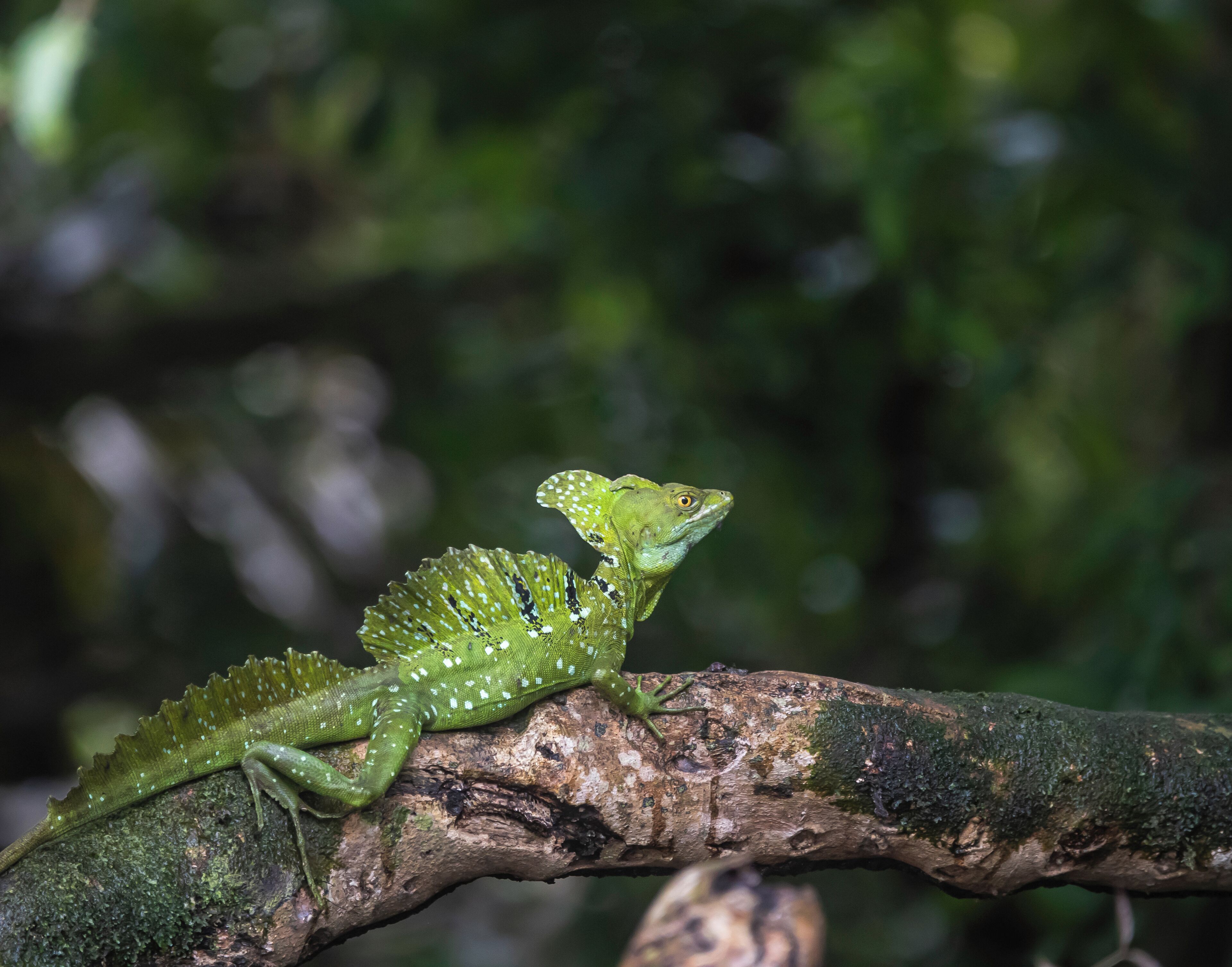 A green lizard on a branch.