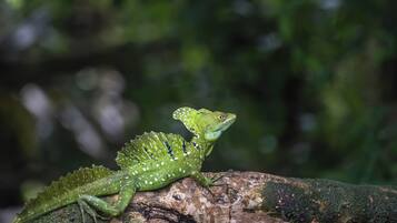 A green lizard on a branch.