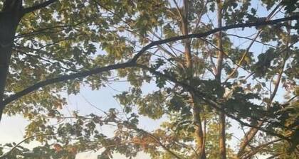 Peaceful Lakeside Bungalow on Lac à la Tortue