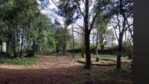 Un área boscosa con un sendero de tierra y árboles.