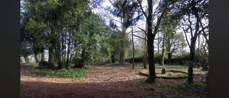 Un'area boscosa con un sentiero sterrato e alberi.