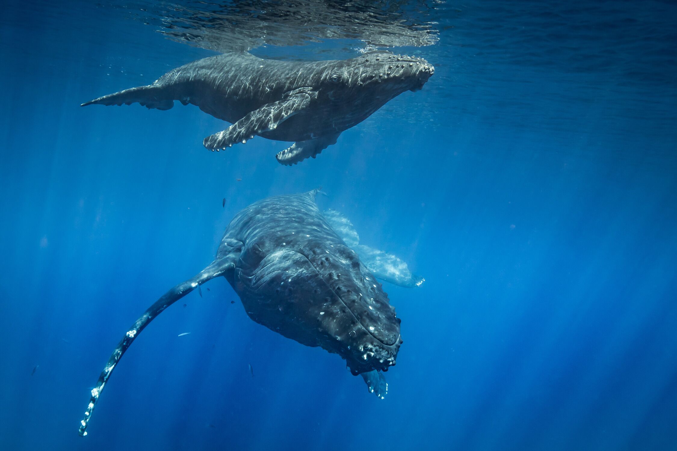 Two whales swimming in clear blue water.