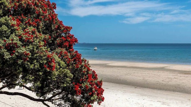 Une plage avec un arbre aux fleurs rouges et un bateau sur l’eau.