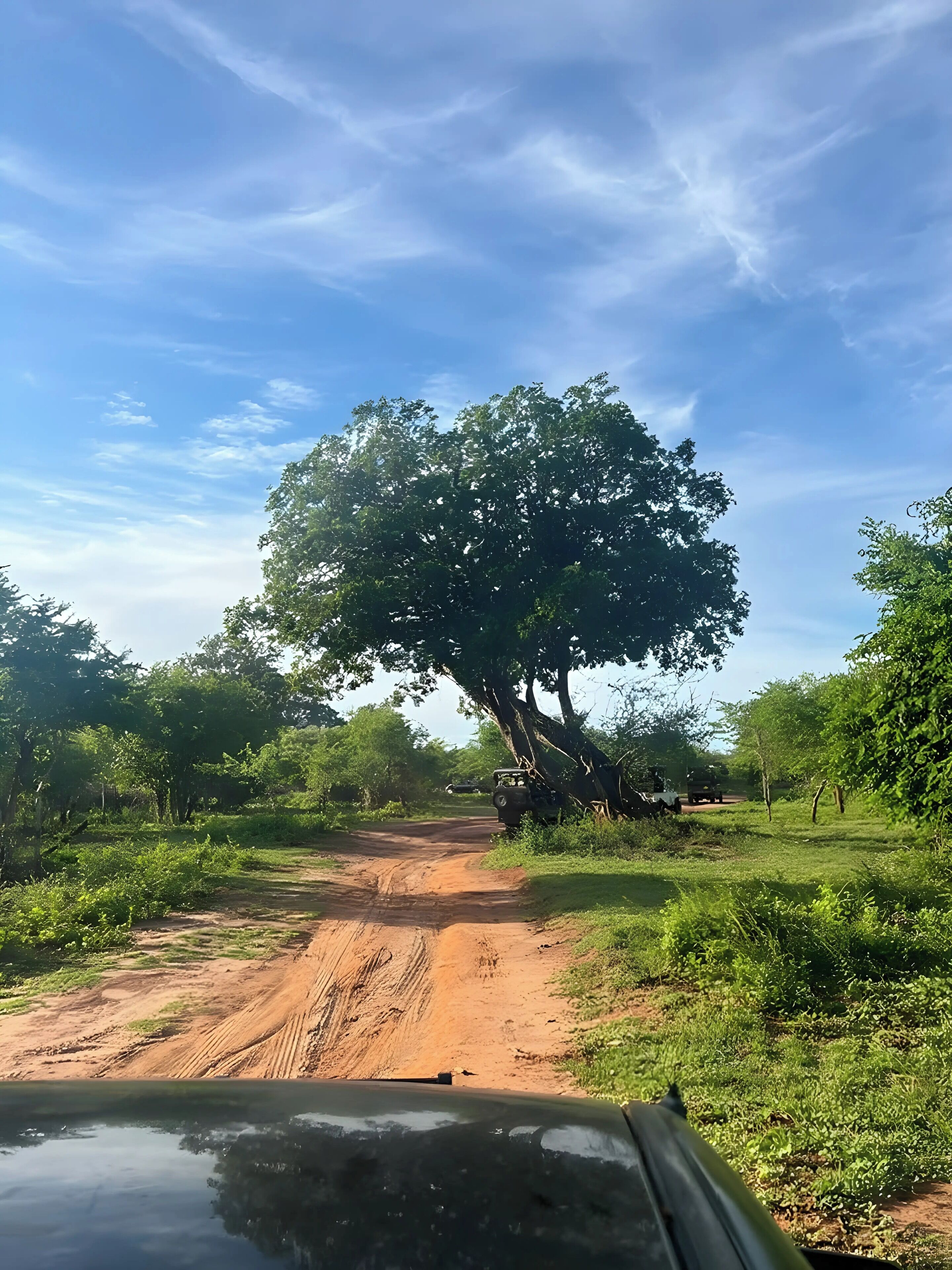 Un chemin de terre mène à un grand arbre situé dans un environnement naturel.