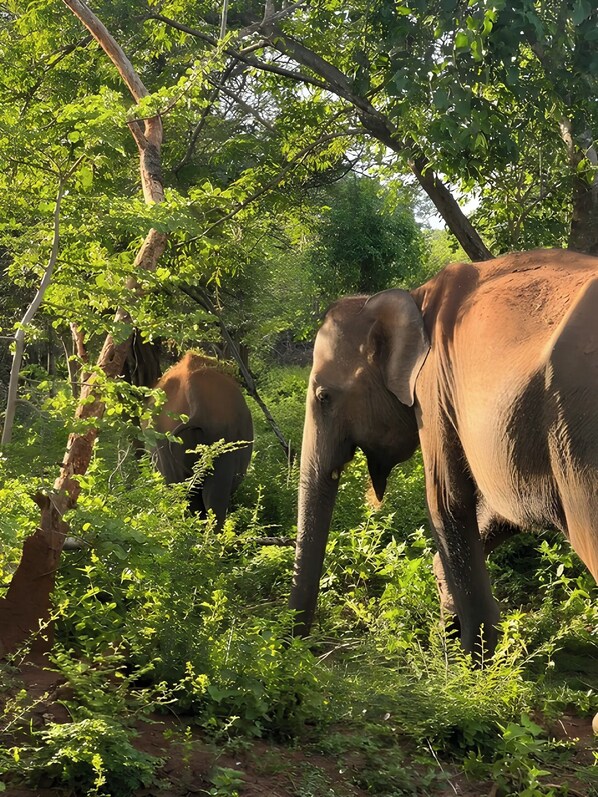 An elephant in a natural setting with dense foliage and trees. - Avian Garden Udawalawe (Udawalawe)