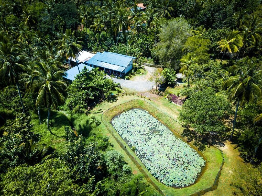 An aerial view of a property surrounded by dense tropical vegetation, including palm trees and a pond with lily pads.