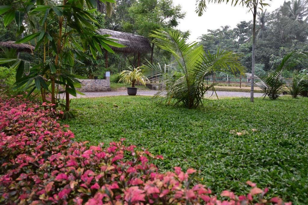 A lush garden with a variety of plants and a thatched-roof structure.