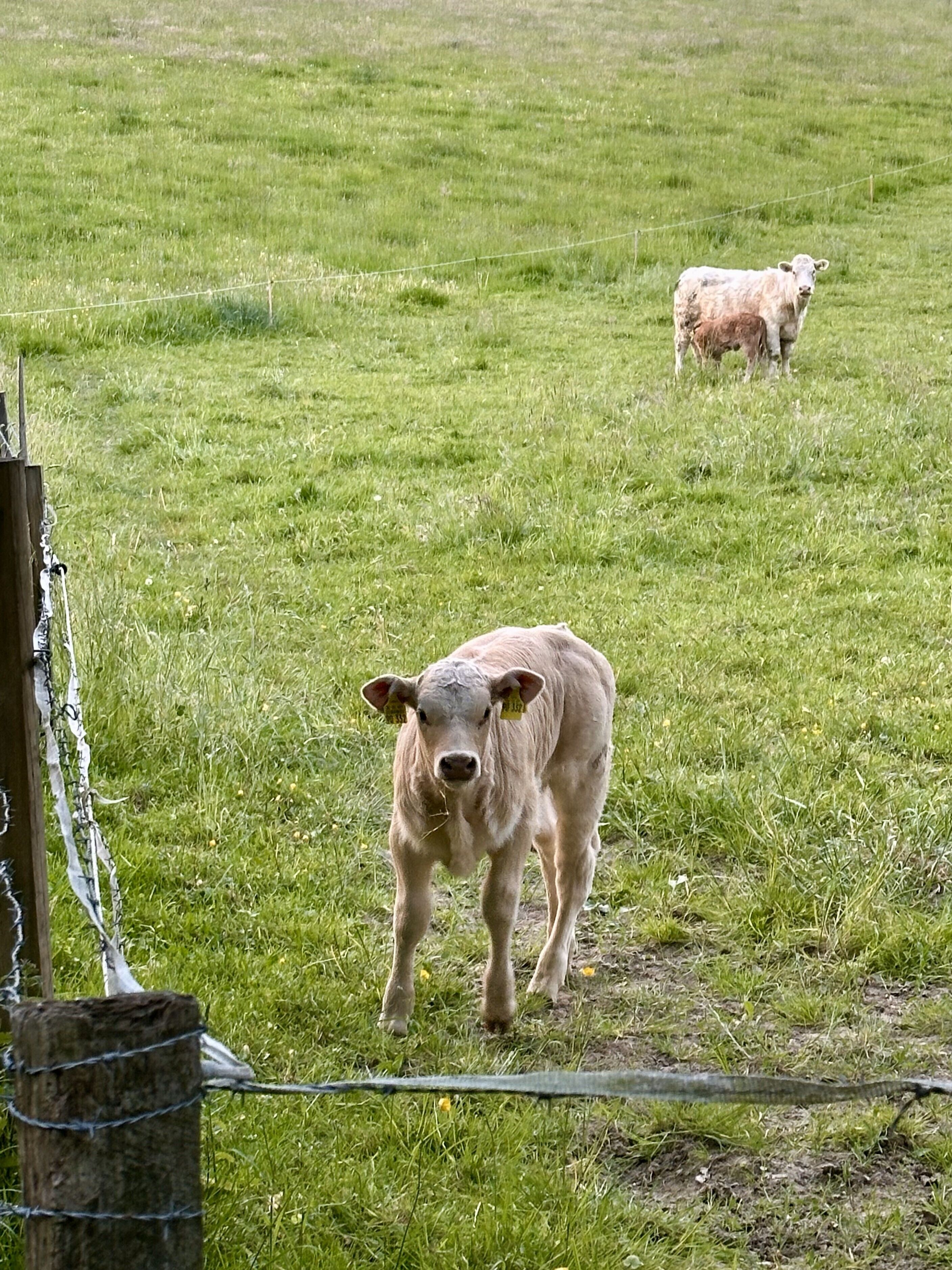 Een grasveld met een omheining en twee koeien.