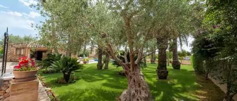 A garden with olive trees, a stone wall, and a building in the background.