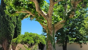 A large tree with a thick trunk and dense foliage in a well-maintained grassy area. - House in Provence, large garden and swimming pool ( 10 people ) in Orange (Orange)