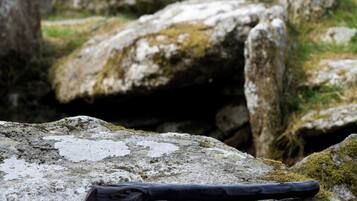 A black walking stick on a moss-covered rock with a forest in the background.