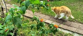 Paradise Garden on the Island