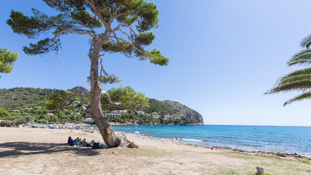 A beach with a large tree, clear blue sky, and a distant view of a coastline with buildings. - Oro Del Mar Iv Apartamento O2 - Apartment (Canyamel - Capdepera, Illes Balears)