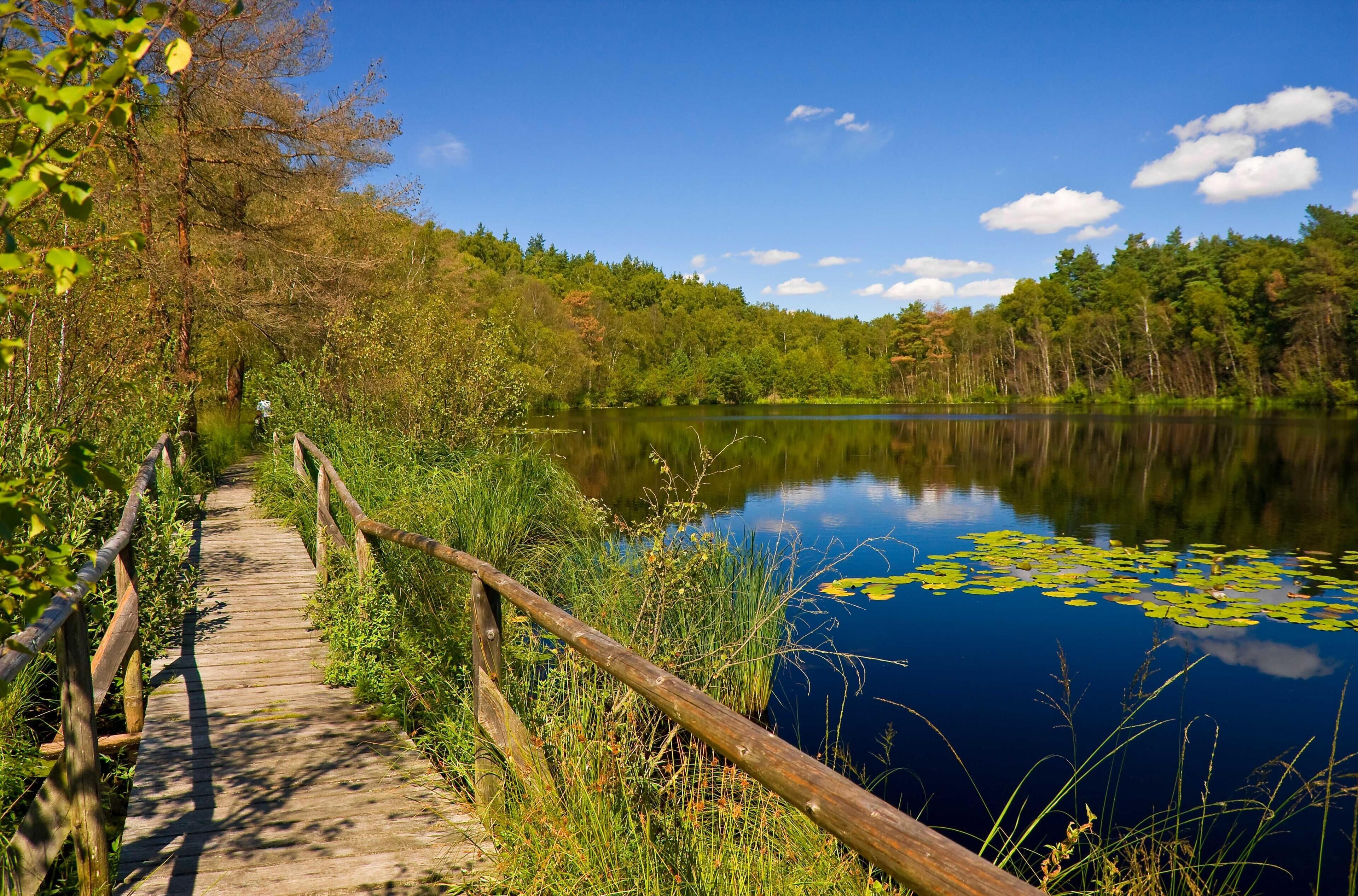 Ein hölzerner Steg verläuft entlang eines stillen Sees mit Seerosen, umgeben von dichtem Wald.