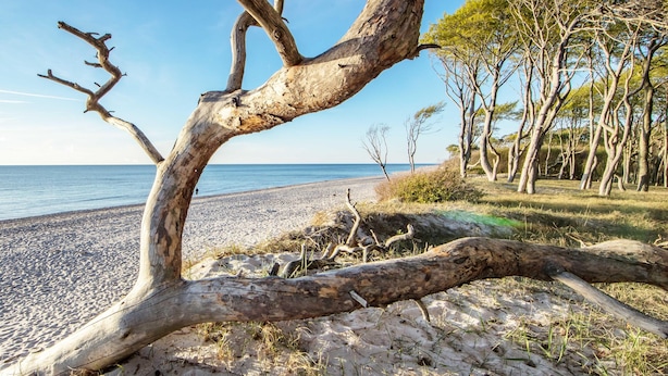 Una playa con un árbol caído en primer plano, una orilla arenosa y árboles al fondo.