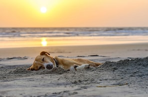 Beach nearby - Vacation apartment Strandläufer between the Baltic Sea and the Bodden (Wustrow)