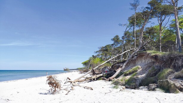 Una playa con arena blanca, árboles y un cielo despejado.