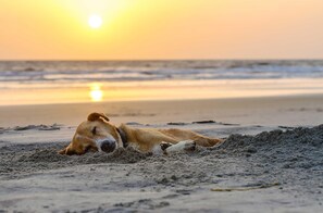 A dog lying on a sandy beach with the sun setting in the background. - Apartment Backboard in the main house with balcony (Wustrow)