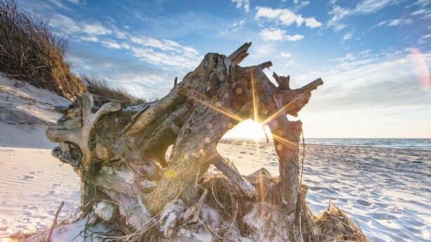 A weathered tree trunk on a sandy beach with the sun setting in the background.