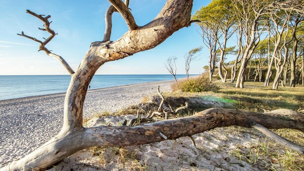 Una spiaggia con un albero caduto in primo piano, una riva sabbiosa e alberi sullo sfondo.
