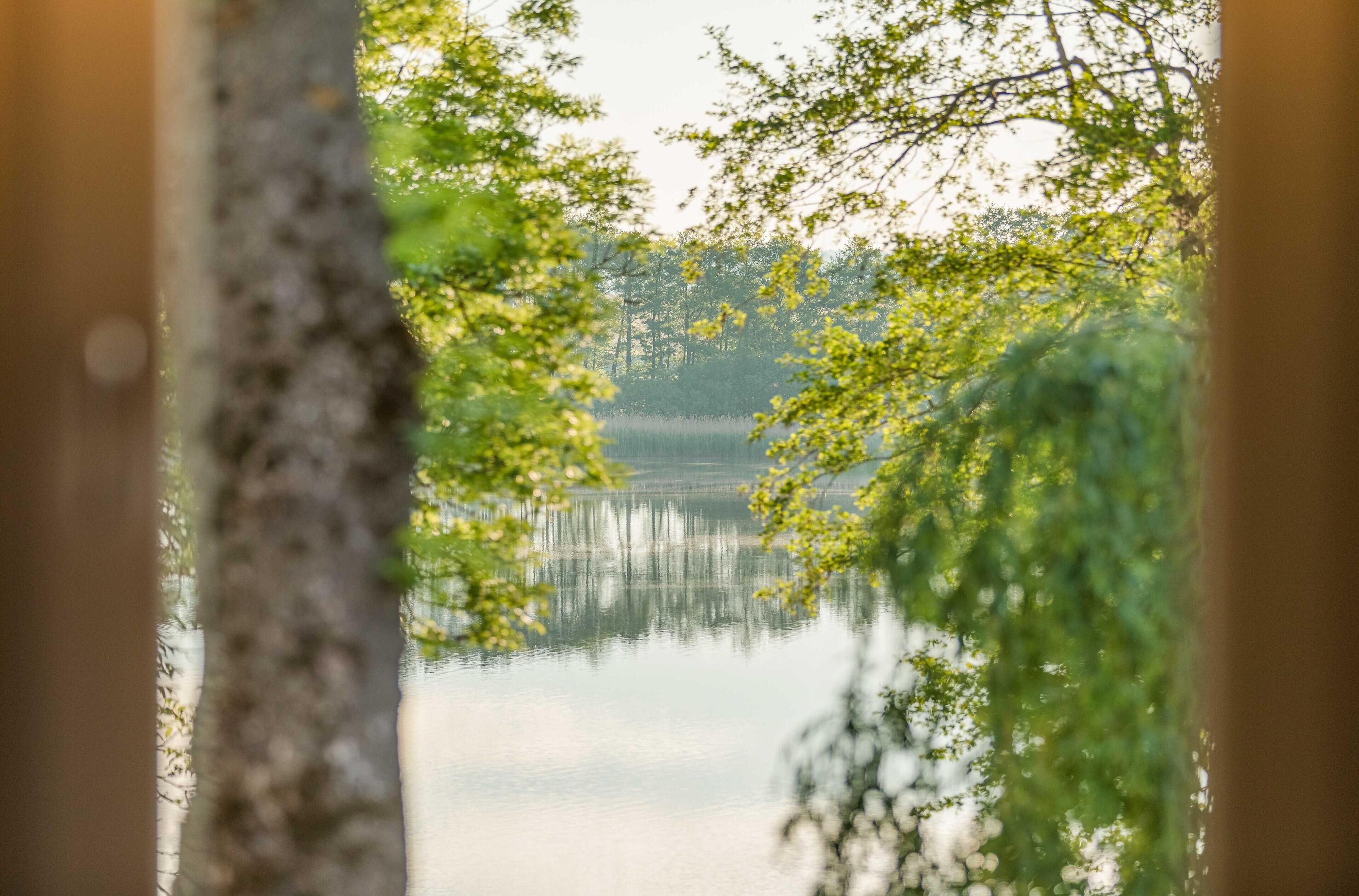 Un lago sereno enmarcado por árboles.