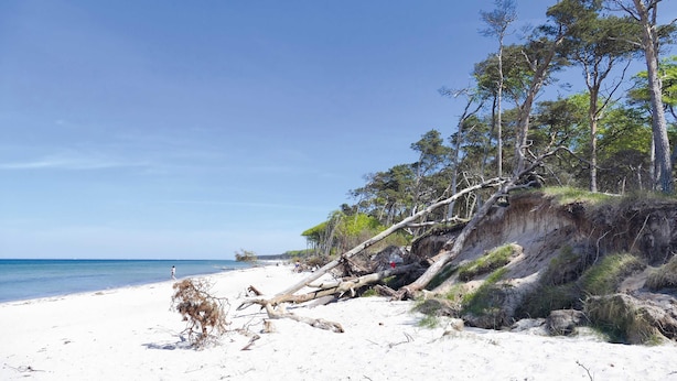 Ein Strand mit weißem Sand, Bäumen und blauem Himmel.