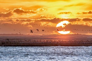 A sunset over a body of water with birds flying and resting on the shore.