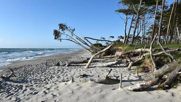 A sandy beach with driftwood and trees, a clear sky, and the ocean in the background.