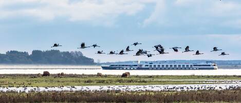 Un río con una barca y un grupo de aves volando por encima.