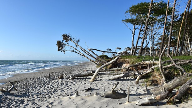 A sandy beach with driftwood and trees, a clear sky, and the ocean in the background.