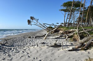 A sandy beach with driftwood and trees, a clear sky, and the ocean in the background. - "Seestern" Vacation Apartment in the Baltic Sea resort town of Zingst (Zingst)