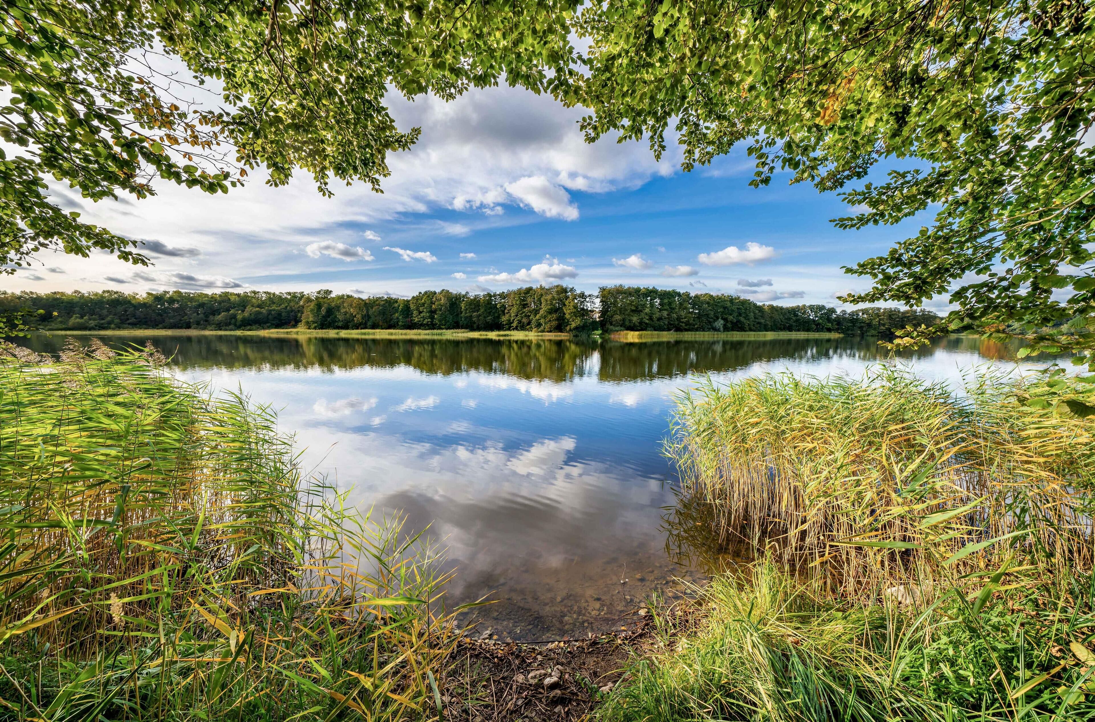Ein stiller See mit dichter Vegetation und einem klaren Himmelsspiegelbild.