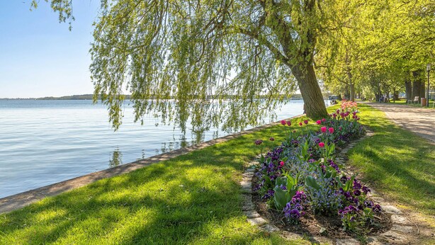 Ein Park am Seeufer mit einer Rasenfläche, einem Blumengarten mit Tulpen und anderen Blumen sowie einem Baum mit grünen Blättern.