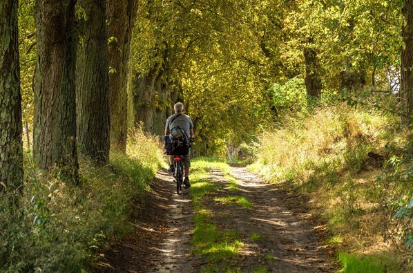 Une personne à vélo sur un sentier forestier.