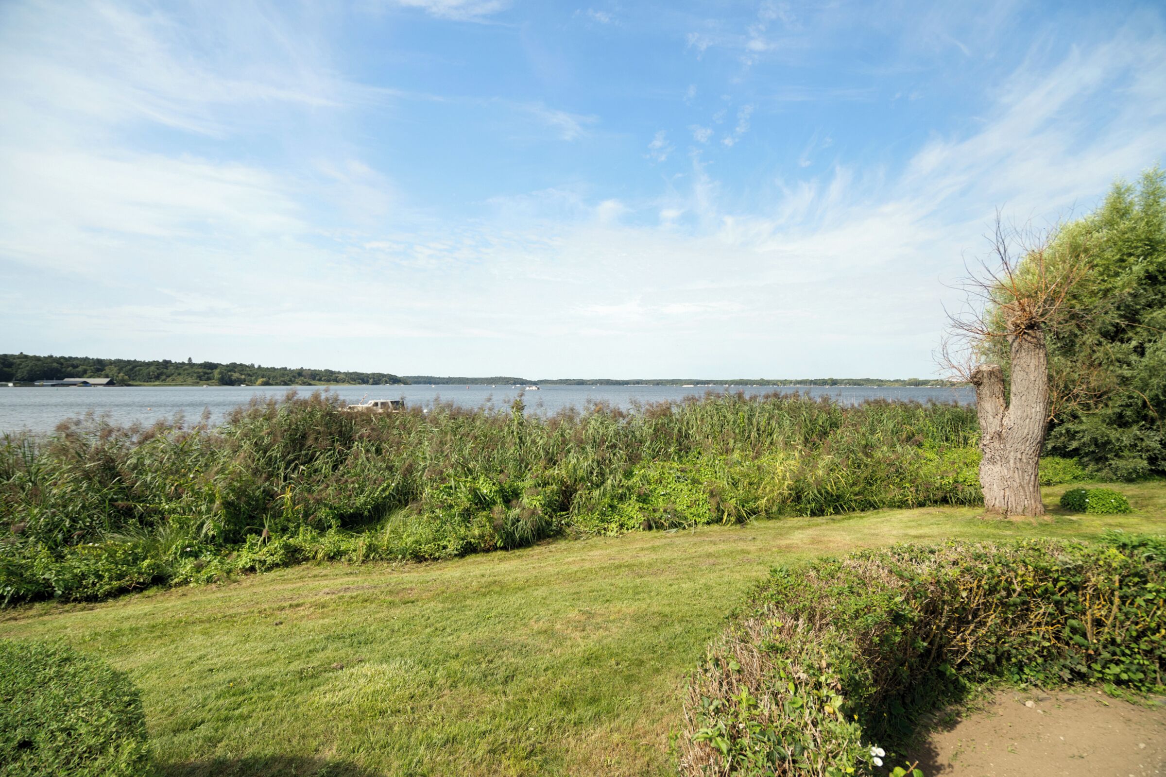A grassy area with a tree and dense shrubbery.