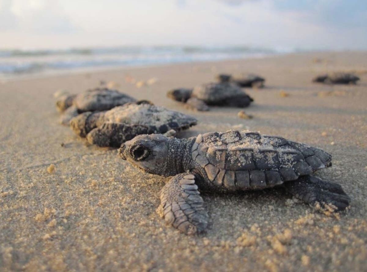 Een schildpad op een zandstrand.