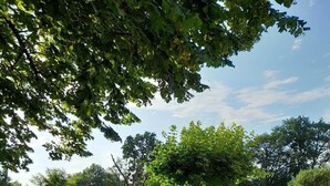 Un jardín bien cuidado con diversas especies de árboles y arbustos, cielo despejado y un camino de grava.