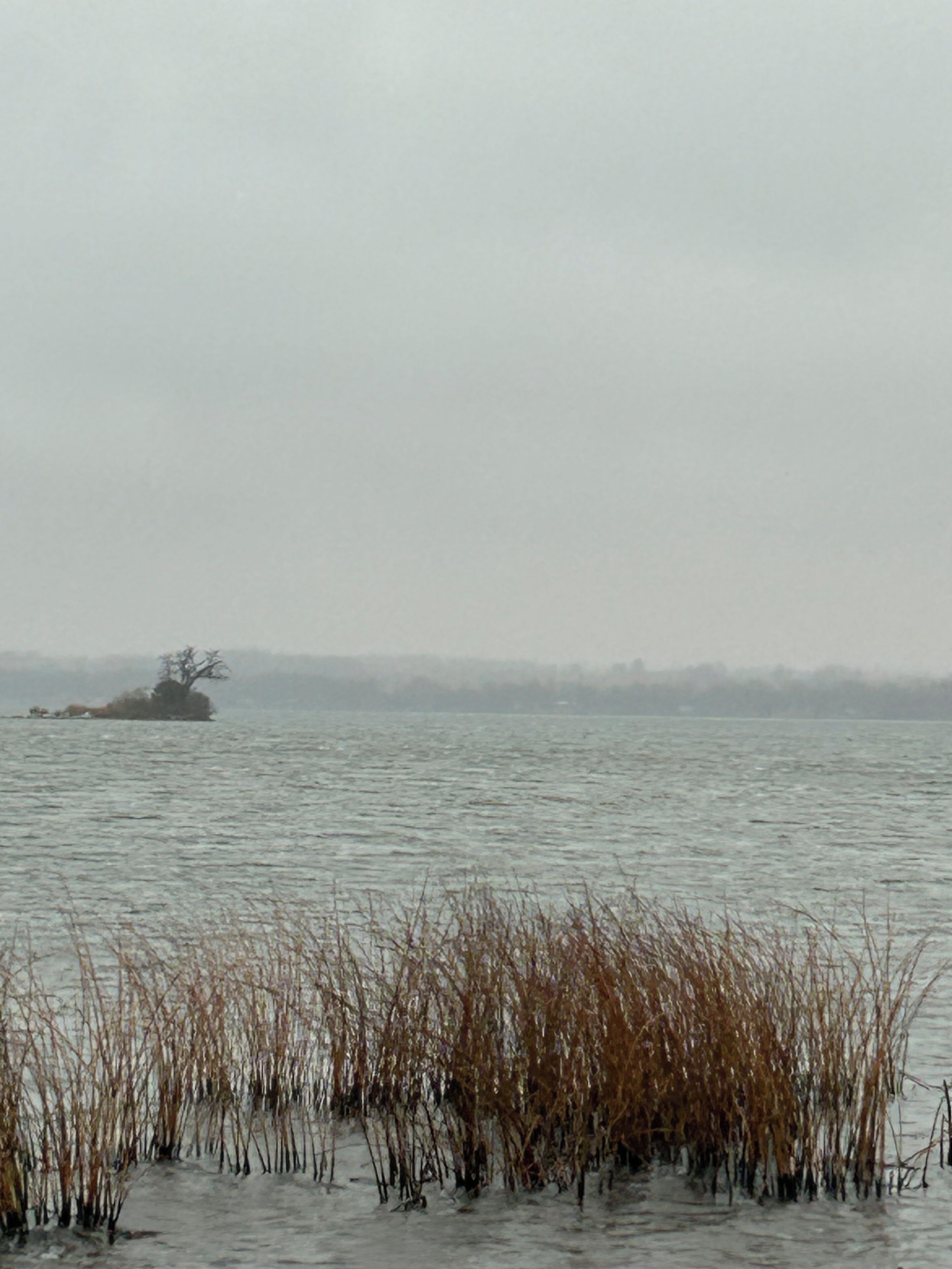 A body of water with a small island and reeds in the foreground.