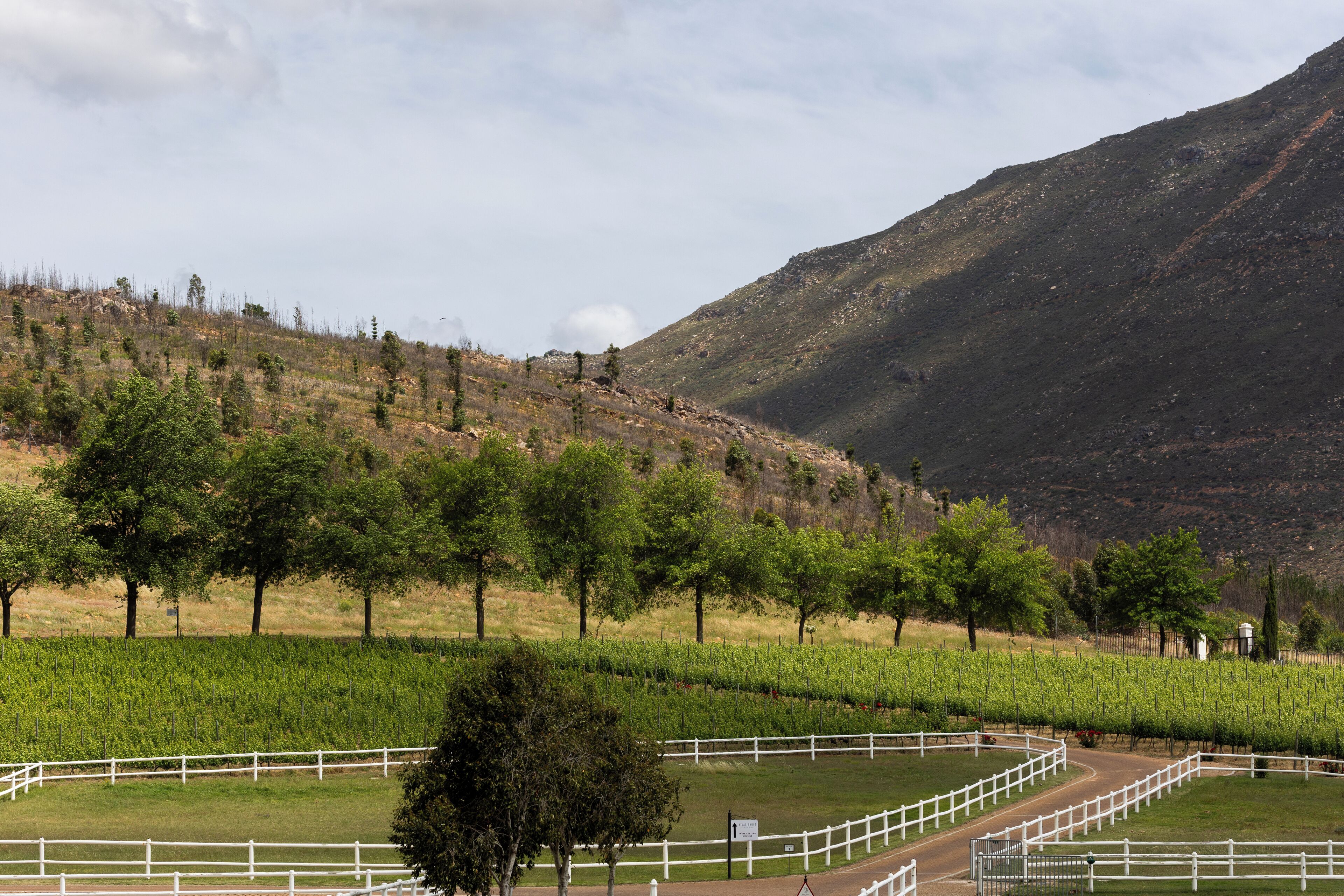 A vineyard with rows of grapevines, white fences, and a mountain in the background.