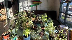 A room with a wooden table filled with various potted plants, a wall with colorful directional signs, and a window with decorative items. - Casa Piwke (Coyhaique)