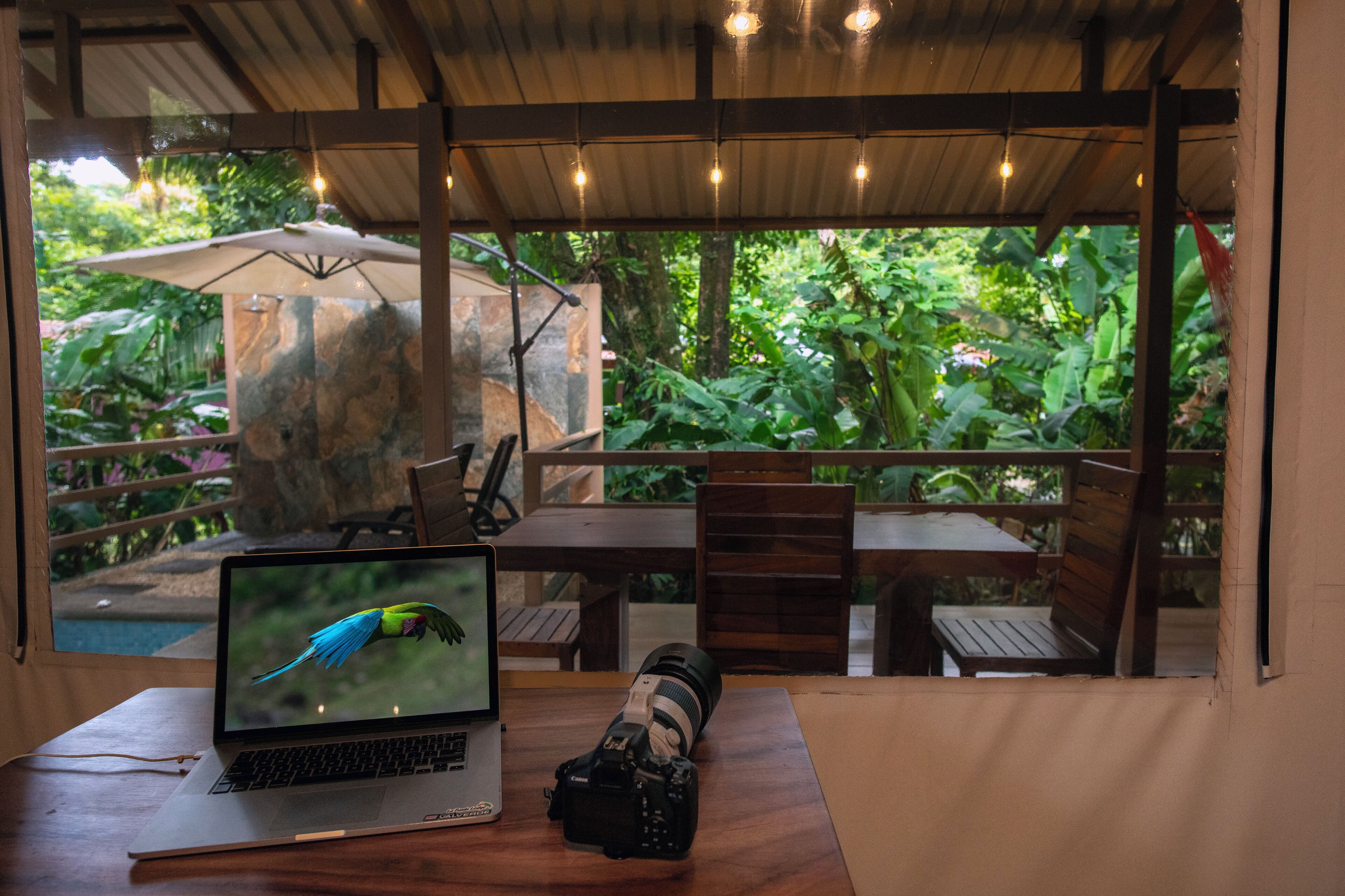 A laptop displaying a bird, a camera, and a wooden table in a room with a view of lush greenery.