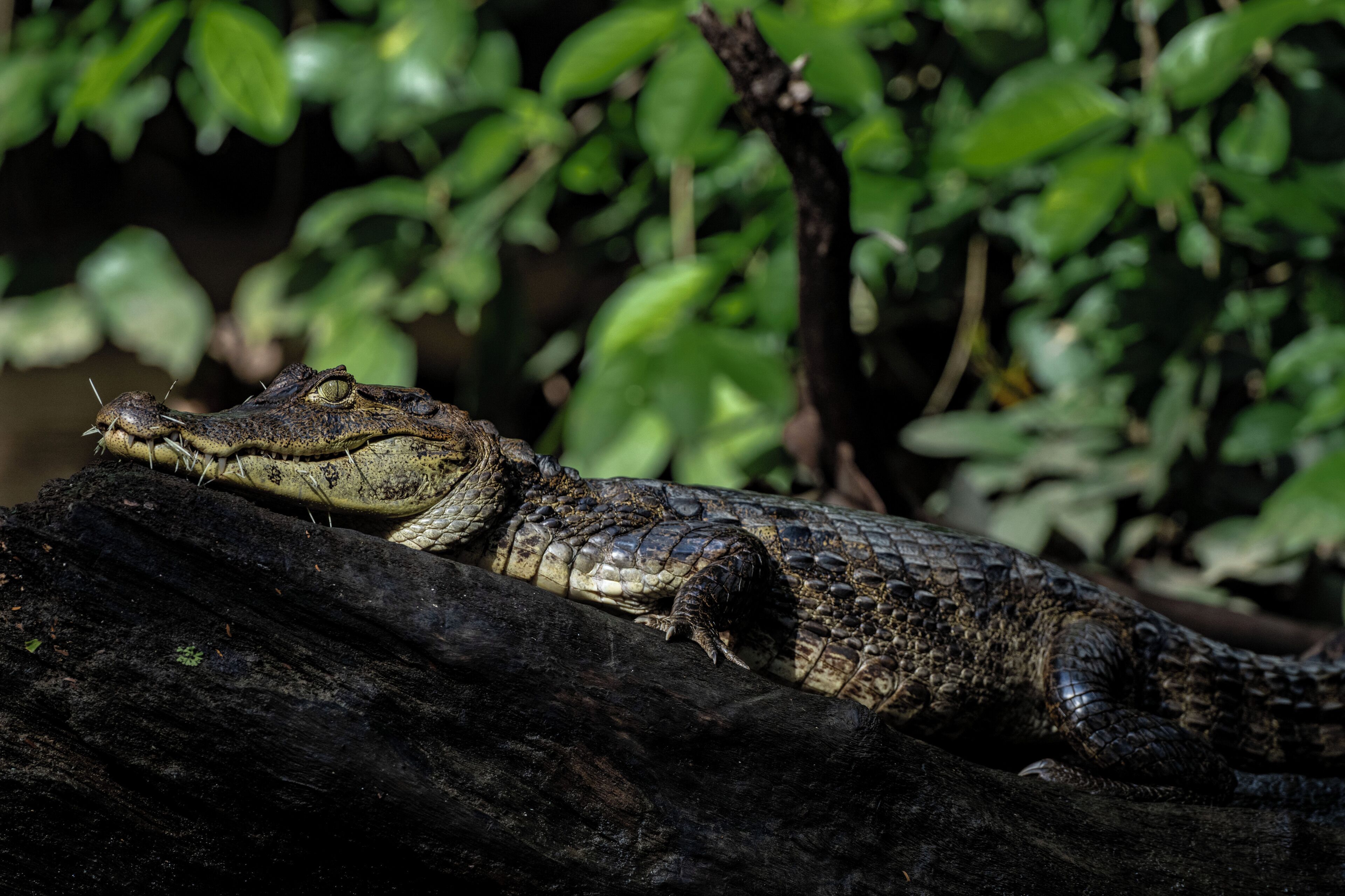 A crocodile resting on a log in a natural setting.
