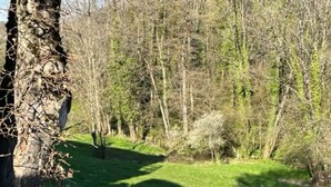 Un paisaje natural con un área cubierta de hierba, árboles y una cerca.