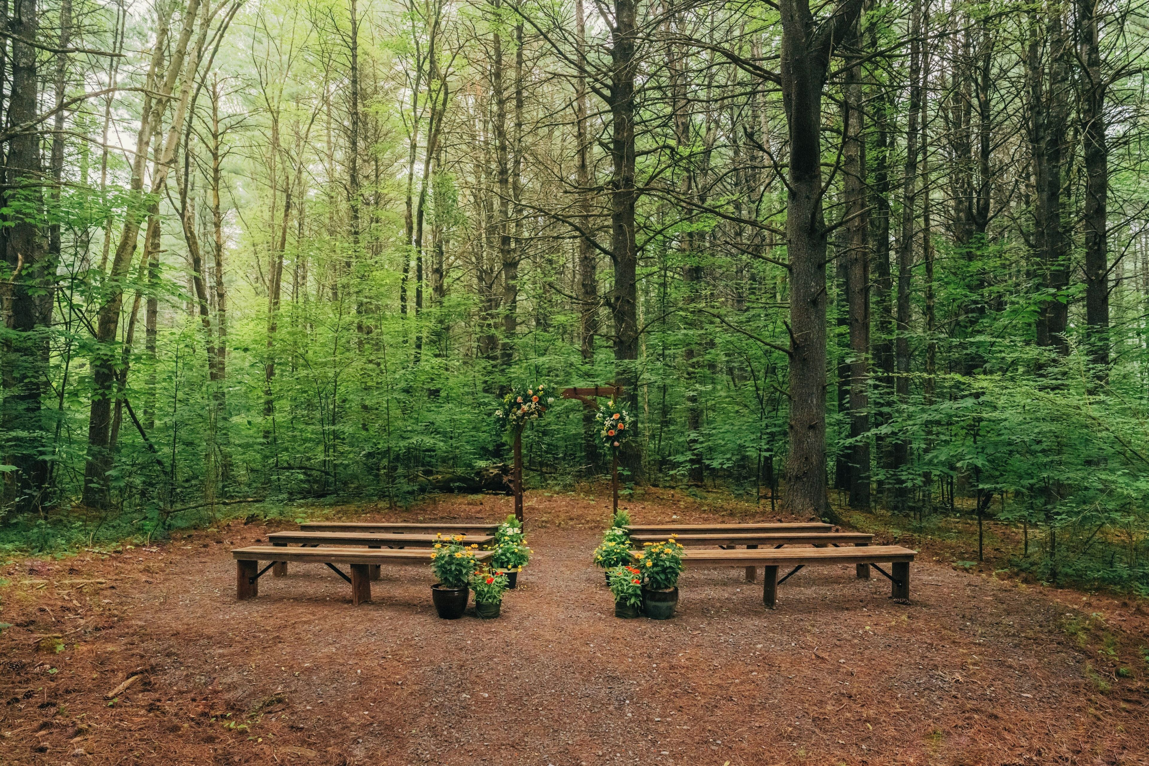A forest with a wooden bench and potted plants.