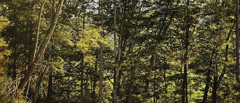 Cabane, 1 grand lit | Extérieur