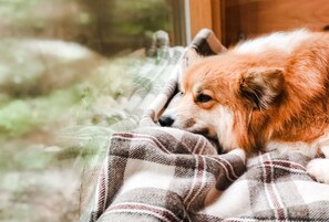 Pet-friendly
