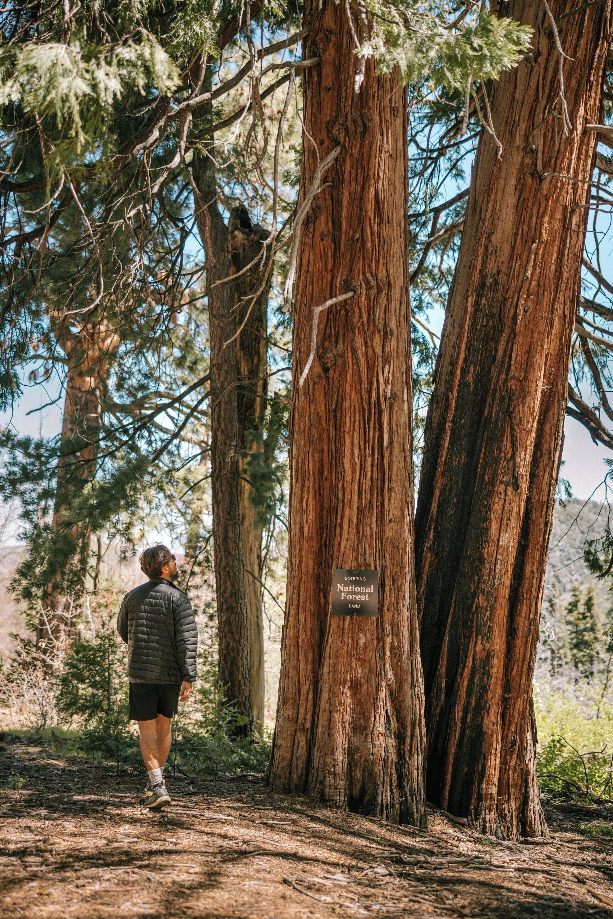 A person walking between tall trees in a forested area.